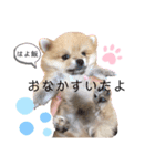 やんちゃ丸はるぴよスタンプ（個別スタンプ：1）