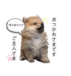 やんちゃ丸はるぴよスタンプ（個別スタンプ：2）