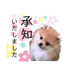 やんちゃ丸はるぴよスタンプ（個別スタンプ：4）