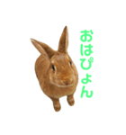 うさぎのまさお（個別スタンプ：1）