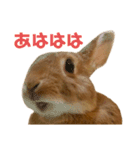 うさぎのまさお（個別スタンプ：2）