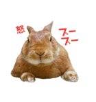 うさぎのまさお（個別スタンプ：4）
