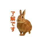 うさぎのまさお（個別スタンプ：9）