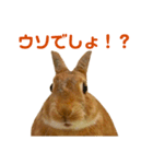 うさぎのまさお（個別スタンプ：10）