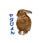 うさぎのまさお（個別スタンプ：12）