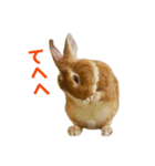うさぎのまさお（個別スタンプ：14）