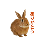 うさぎのまさお（個別スタンプ：15）