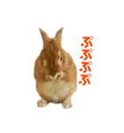 うさぎのまさお（個別スタンプ：16）