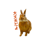 うさぎのまさお（個別スタンプ：22）