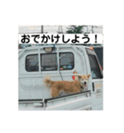 ゆうちゃん わんちゃんスタンプ（個別スタンプ：20）