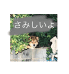 ゆうちゃん わんちゃんスタンプ（個別スタンプ：38）