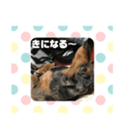 ゆずきち はなぺい スタンプ☆（個別スタンプ：6）
