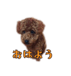 我が家に可愛いモップちゃん（個別スタンプ：1）