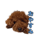 我が家に可愛いモップちゃん（個別スタンプ：2）