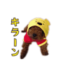 我が家に可愛いモップちゃん（個別スタンプ：3）