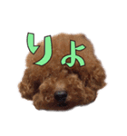 我が家に可愛いモップちゃん（個別スタンプ：5）