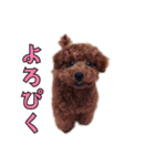 我が家に可愛いモップちゃん（個別スタンプ：6）