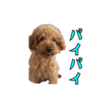 我が家に可愛いモップちゃん（個別スタンプ：9）