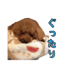我が家に可愛いモップちゃん（個別スタンプ：13）