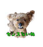 我が家に可愛いモップちゃん（個別スタンプ：15）