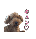 我が家に可愛いモップちゃん（個別スタンプ：18）