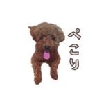 我が家に可愛いモップちゃん（個別スタンプ：19）