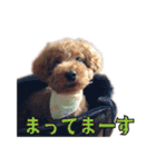 我が家に可愛いモップちゃん（個別スタンプ：20）