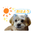 愛犬ときどき愛猫（個別スタンプ：1）