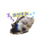 愛犬ときどき愛猫（個別スタンプ：2）