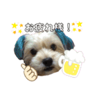 愛犬ときどき愛猫（個別スタンプ：3）