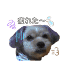 愛犬ときどき愛猫（個別スタンプ：4）