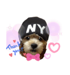 愛犬ときどき愛猫（個別スタンプ：5）