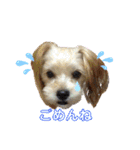 愛犬ときどき愛猫（個別スタンプ：6）