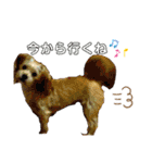 愛犬ときどき愛猫（個別スタンプ：7）