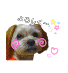 愛犬ときどき愛猫（個別スタンプ：9）