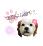 愛犬ときどき愛猫（個別スタンプ：10）
