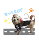 愛犬ときどき愛猫（個別スタンプ：11）