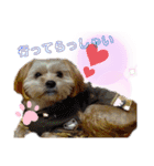 愛犬ときどき愛猫（個別スタンプ：12）