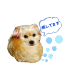愛犬ときどき愛猫（個別スタンプ：13）