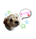 愛犬ときどき愛猫（個別スタンプ：14）