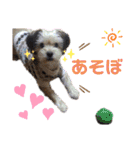 愛犬ときどき愛猫（個別スタンプ：15）