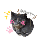 愛犬ときどき愛猫（個別スタンプ：16）