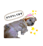 愛犬ときどき愛猫（個別スタンプ：17）