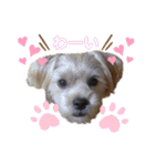 愛犬ときどき愛猫（個別スタンプ：19）