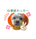 愛犬ときどき愛猫（個別スタンプ：20）