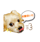 愛犬ときどき愛猫（個別スタンプ：21）