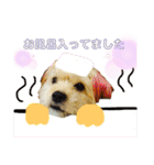愛犬ときどき愛猫（個別スタンプ：22）