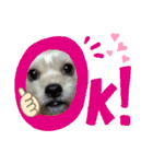 愛犬ときどき愛猫（個別スタンプ：23）