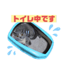 愛犬ときどき愛猫（個別スタンプ：25）