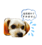 愛犬ときどき愛猫（個別スタンプ：26）